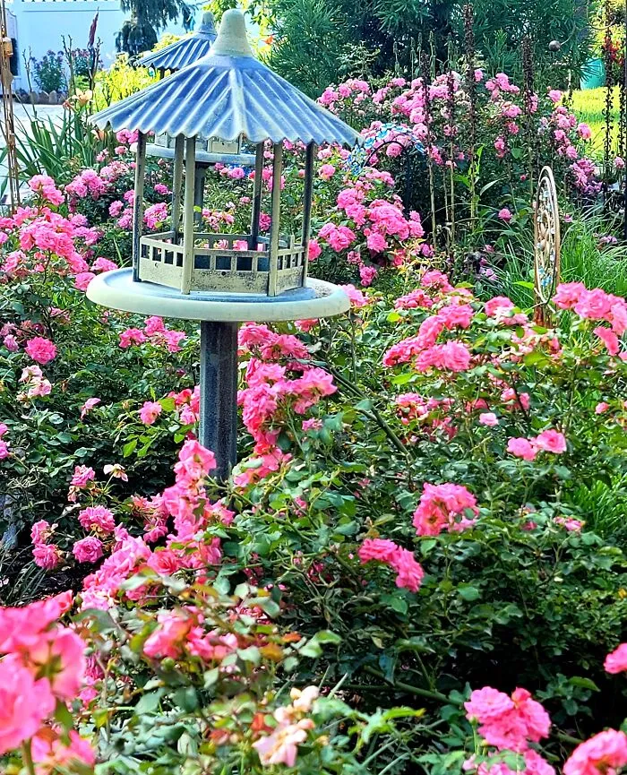 A Section Of My Backyard