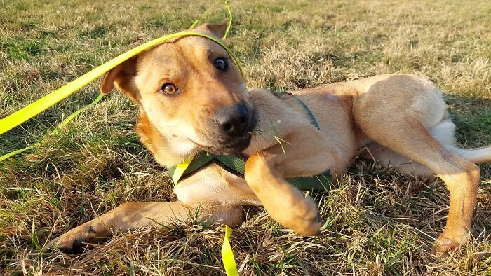 This Is Lucy, Our Rescue From Romania. She's Normally A Very Majestic Diva But She Can't Resist Rolling Around In Dry Grass, Even Better When She Finds A Grassy Hill To Roll Down