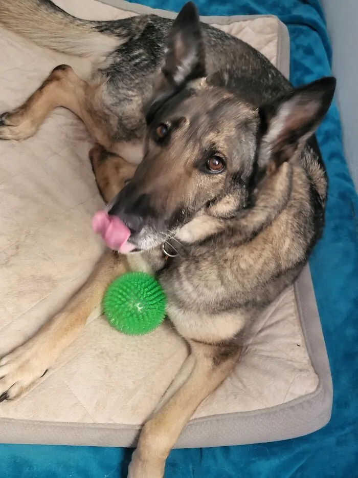 More Of A Lick Than A Blep Lol