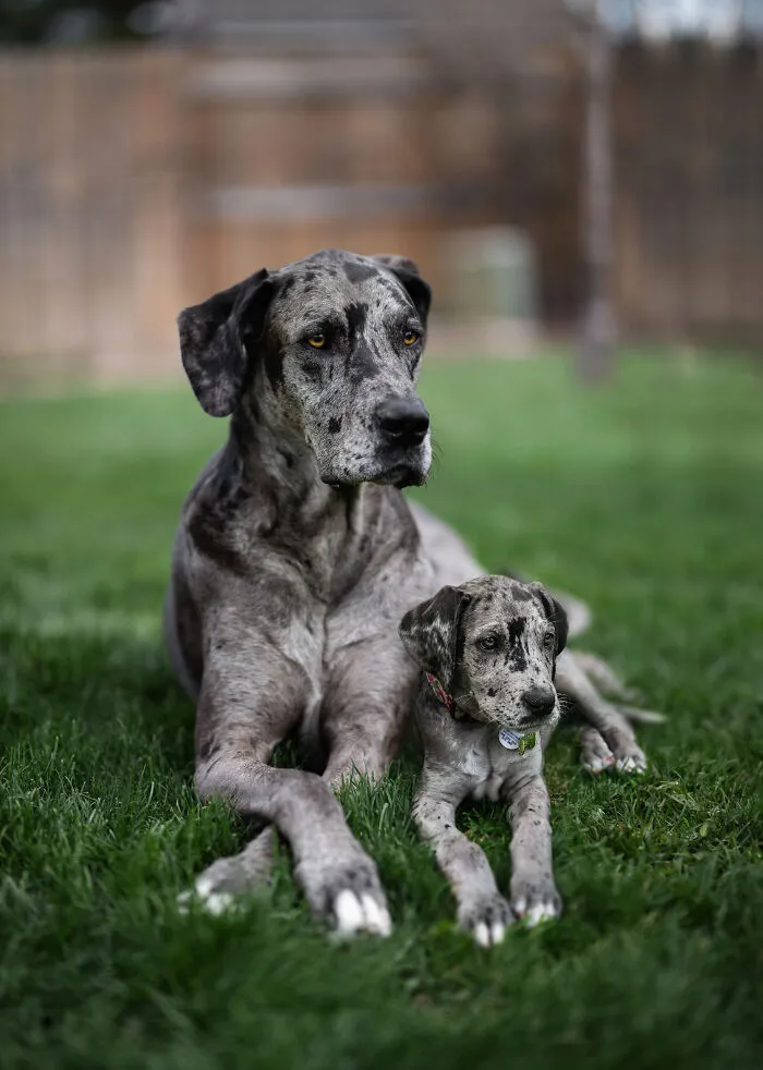 40 Pictures Showing Growth Comparison Of Dogs As Puppies And As Adults In These Combined Photos That I Made
