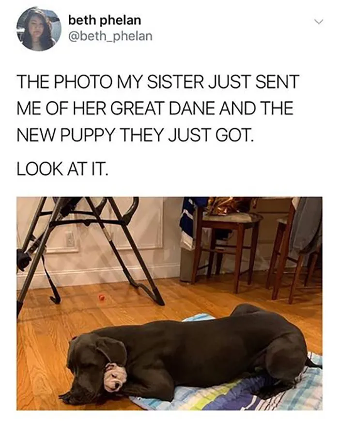‘Awkward Animals’: 50 Pics ‘For Animal Lovers Of All Kinds’