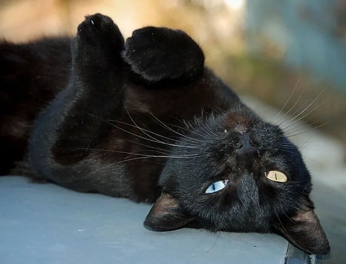 This Community For Pet Owners Helps Them To Understand If Their Pet’s Actually A Jerk (33 Examples)