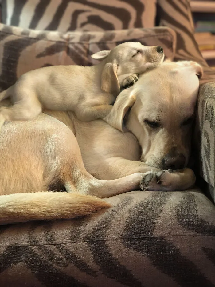 40 Pictures Showing Growth Comparison Of Dogs As Puppies And As Adults In These Combined Photos That I Made