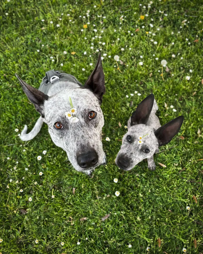 40 Pictures Showing Growth Comparison Of Dogs As Puppies And As Adults In These Combined Photos That I Made