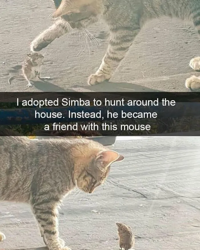 43 Funny Animal Memes, As Shared By This Facebook Page