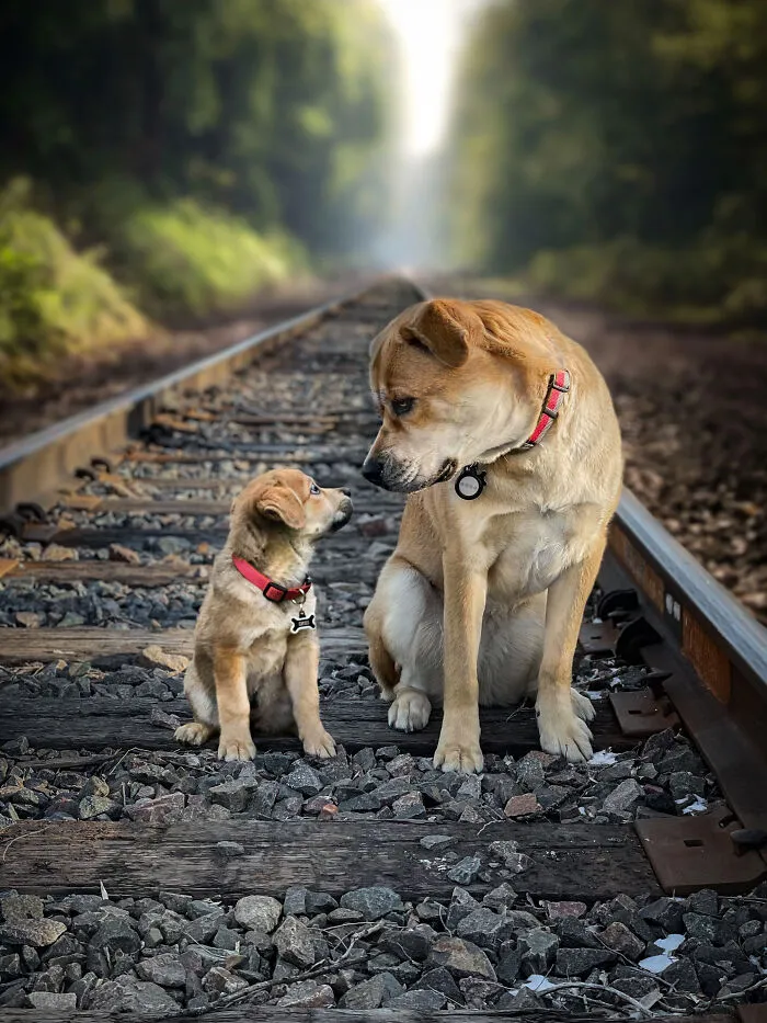40 Pictures Showing Growth Comparison Of Dogs As Puppies And As Adults In These Combined Photos That I Made