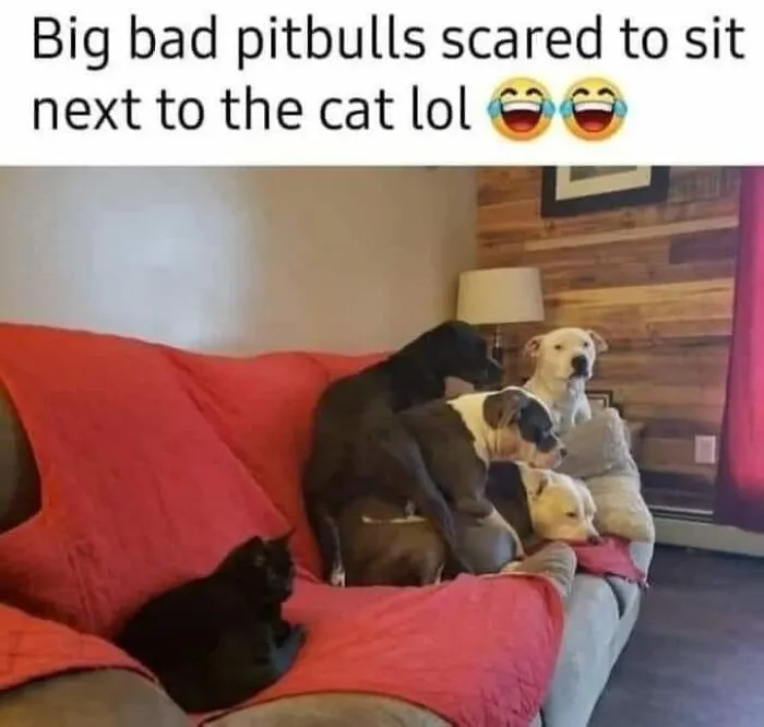 ‘The Council Of Cattos’: 45 Meowtastic Posts To Bring You A Dose Of Feline Goodness