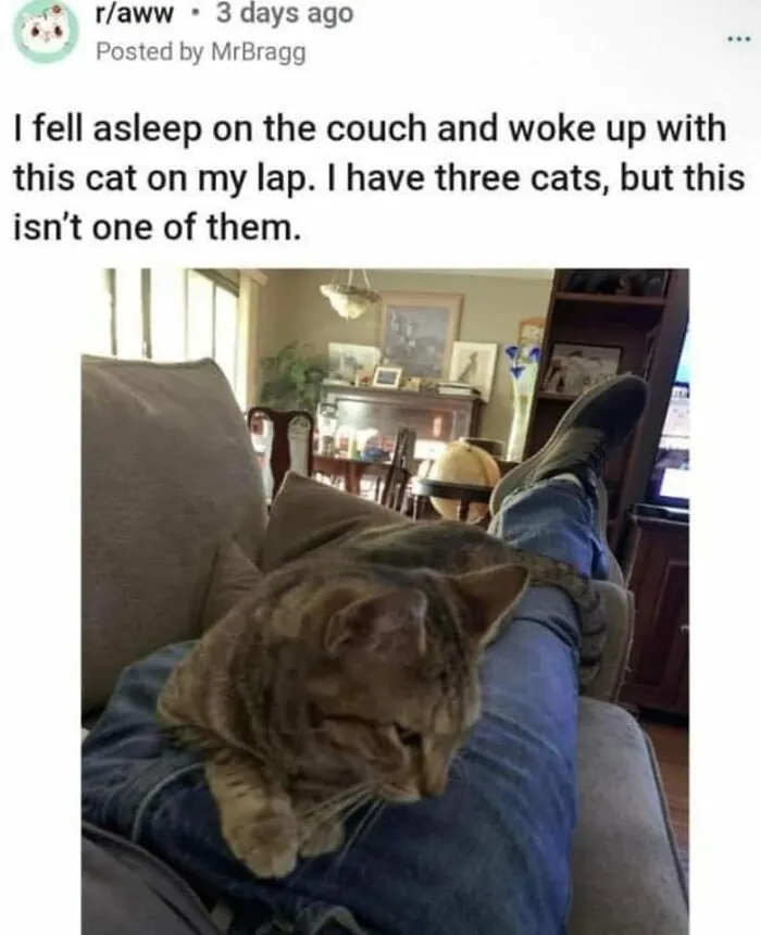 ‘The Council Of Cattos’: 45 Meowtastic Posts To Bring You A Dose Of Feline Goodness