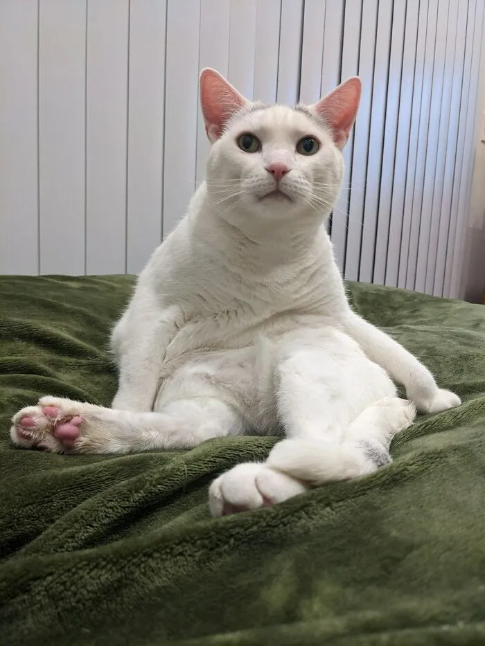 So Handsome. So Dignified