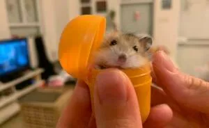 Rodents Can Do Cute Things (20 Pics)