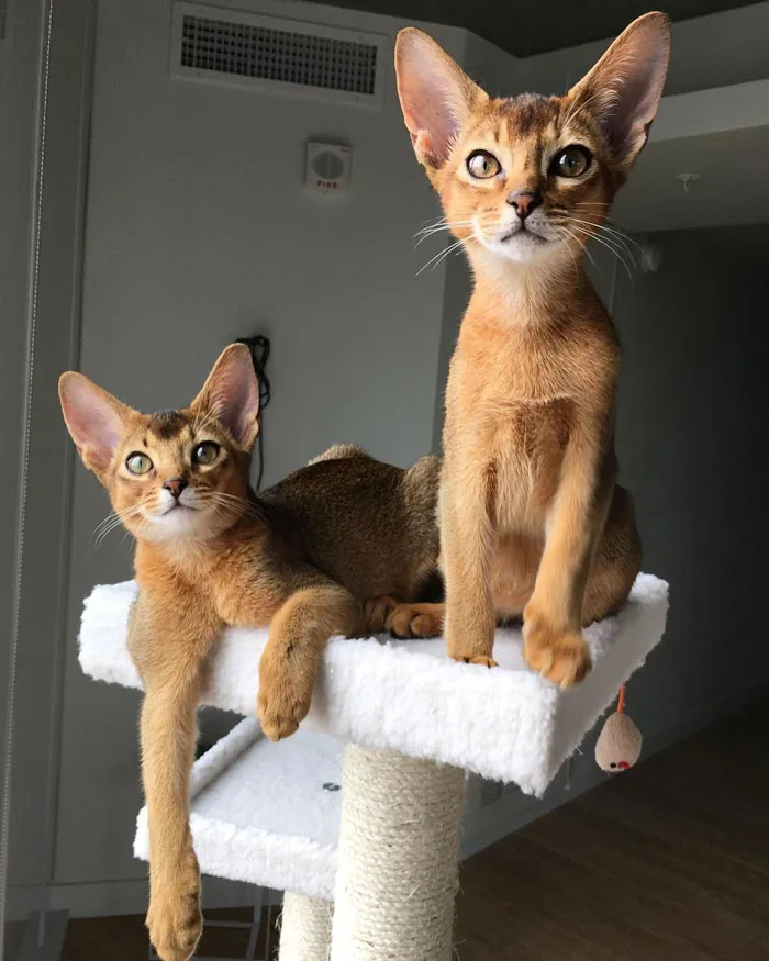 Abyssinian