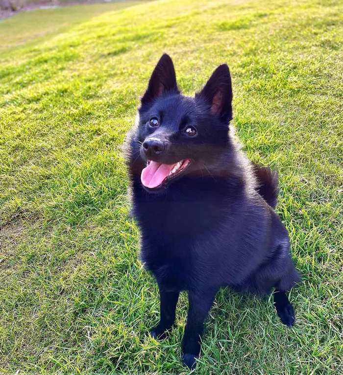 Schipperke