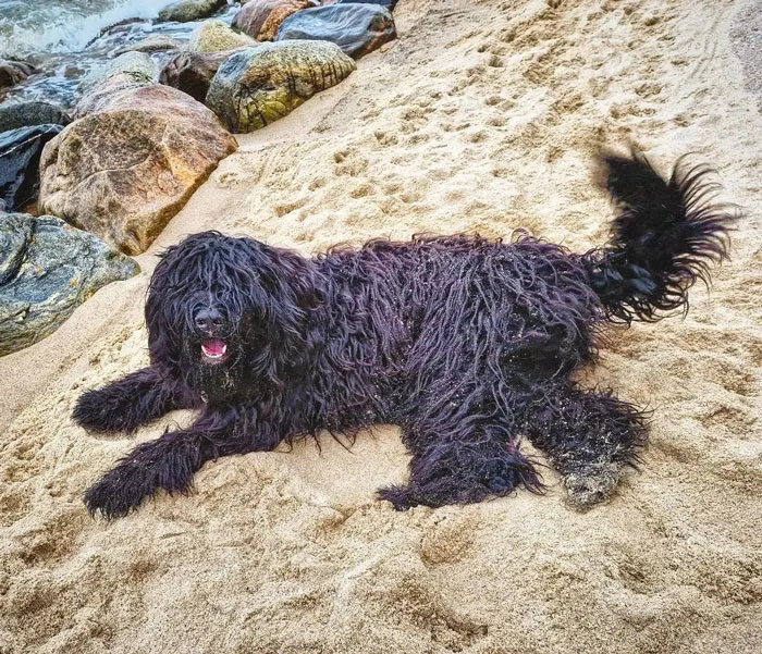 Bergamasco Sheepdog