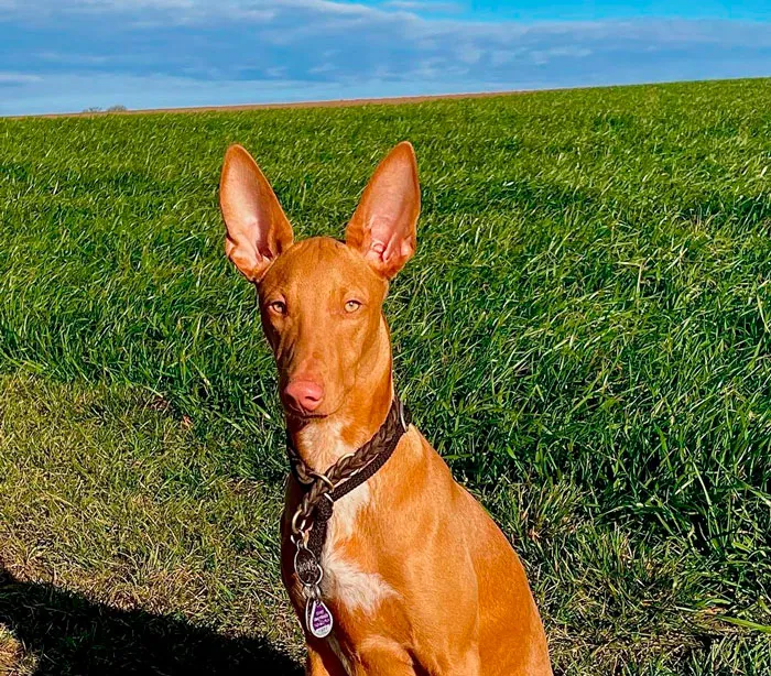 Pharaoh Hound