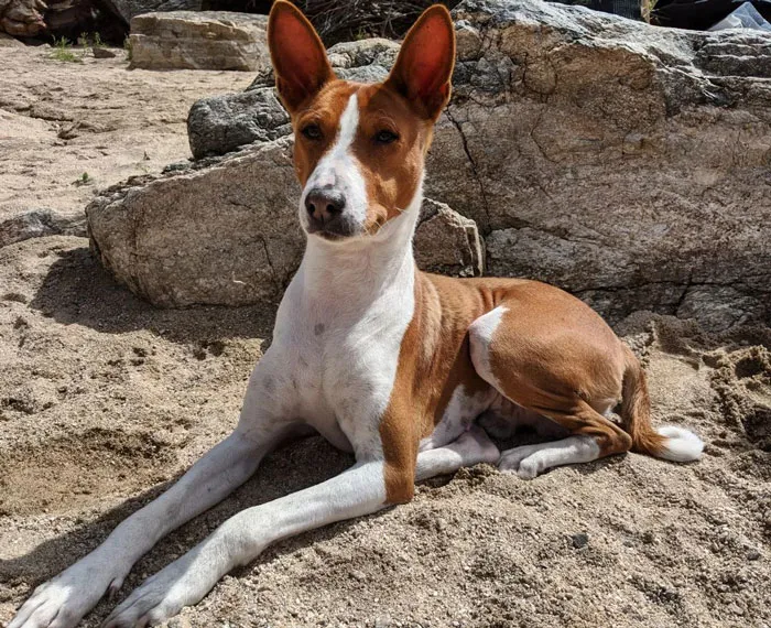 Basenji