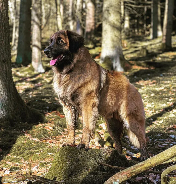 Leonberger
