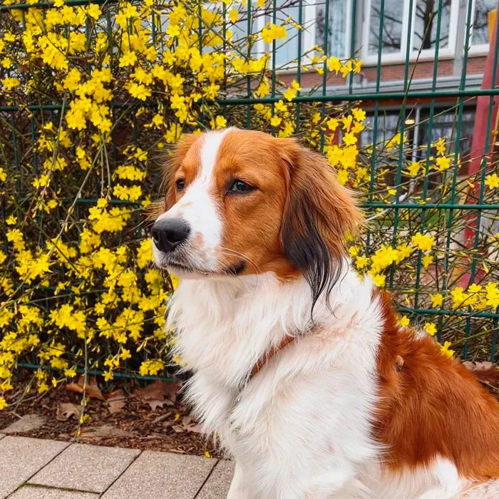 Nederlandse Kooikerhondje