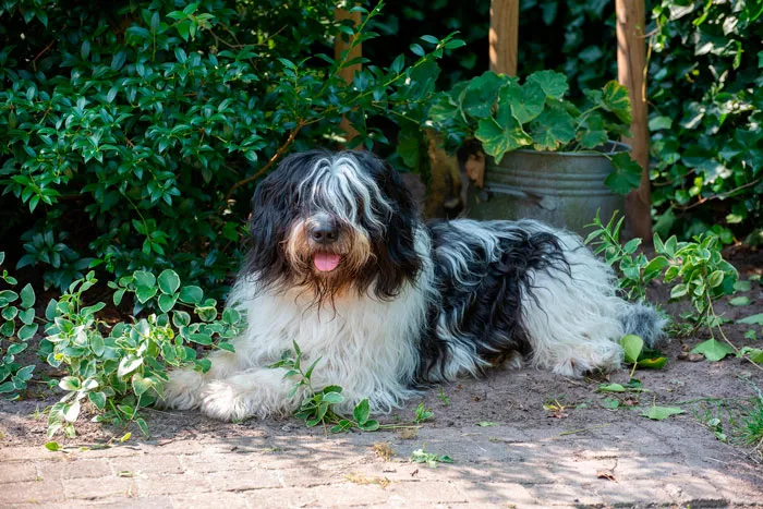 Schapendoes dog sitting under the bushes