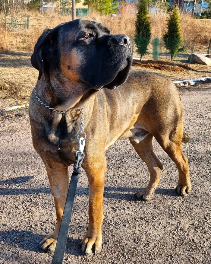 Cane Corso