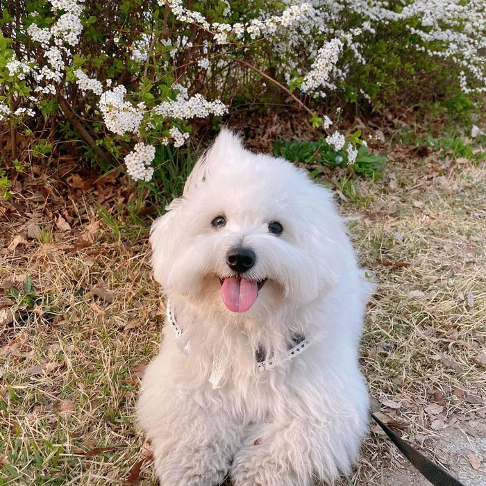 Coton De Tulear
