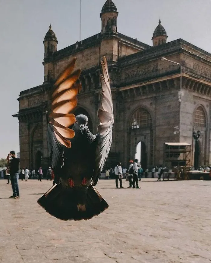A Flying Pigeon | Gateway Of India