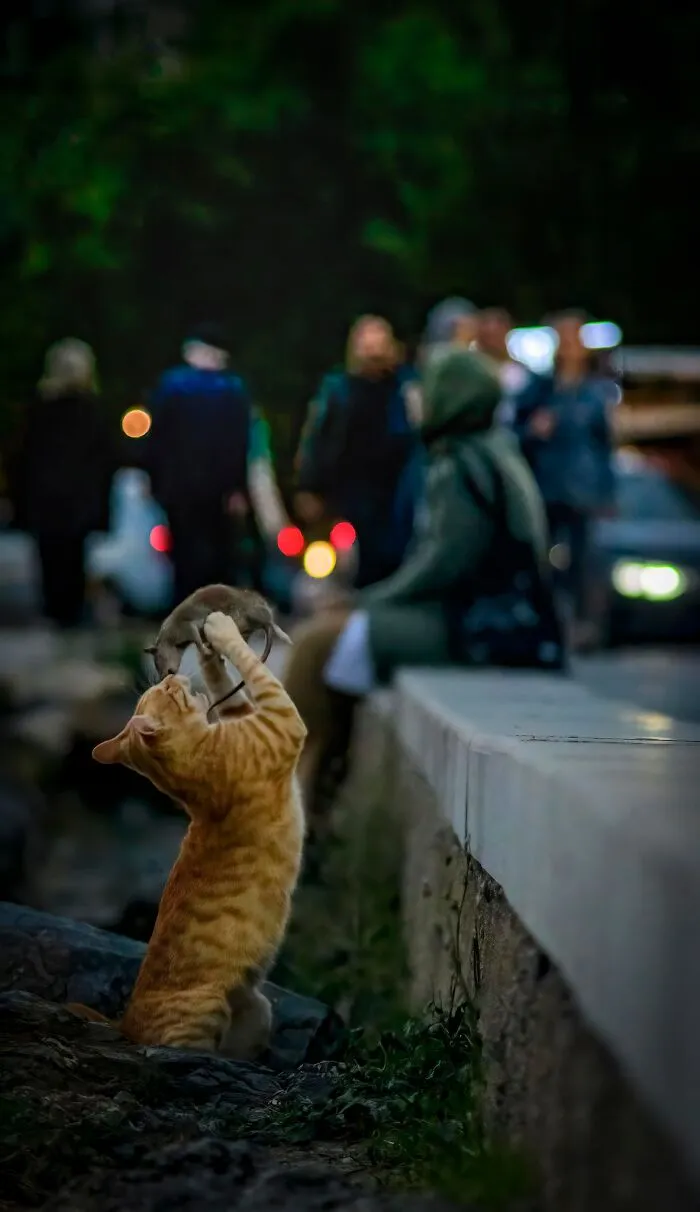 Cat And A Mouse