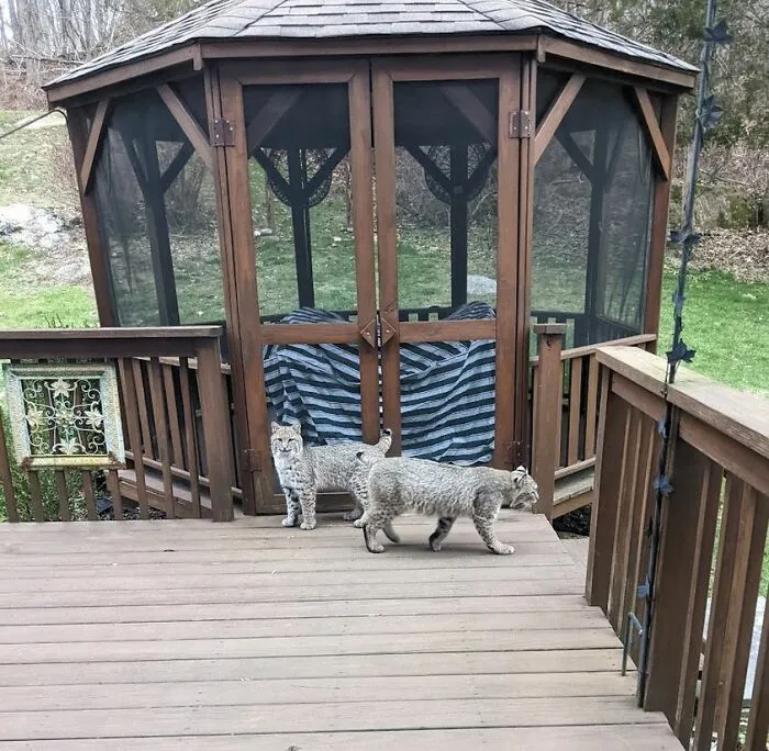 Mi vista desde la sala en Sherman, Connecticut