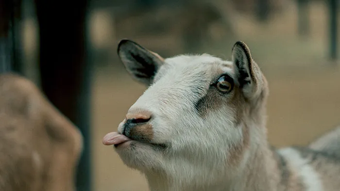 Fainting Goats