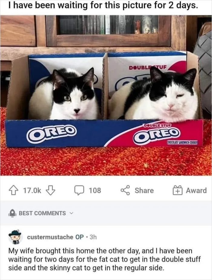 30 Wholesome Pics To Remind You There's Good In The World, As Shared On "Blessed Imageposting"