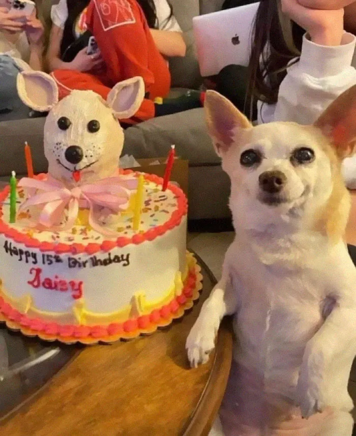 20 Imágenes tan reconfortantes que te alegrarán el día
