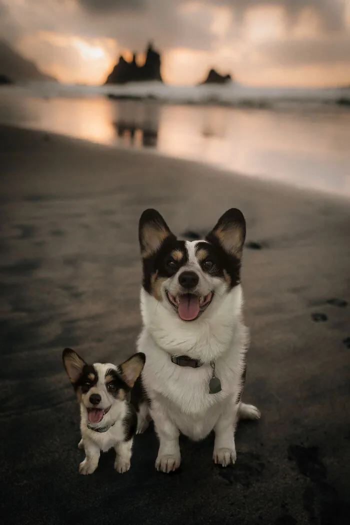 40 Pictures Showing Growth Comparison Of Dogs As Puppies And As Adults In These Combined Photos That I Made