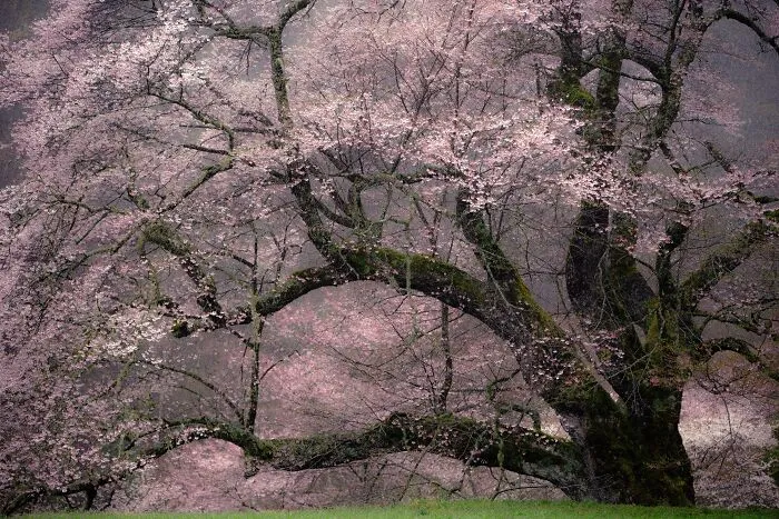 My Take On The Ancient Sakura Of Japan