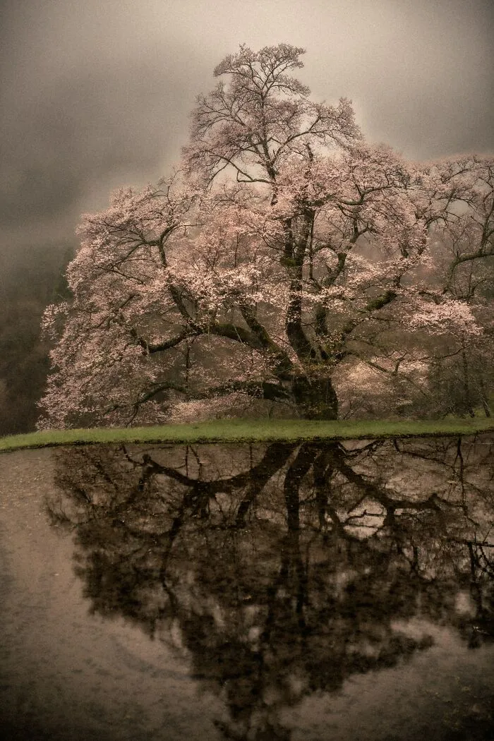 My Take On The Ancient Sakura Of Japan