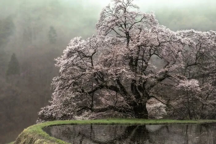 My Take On The Ancient Sakura Of Japan