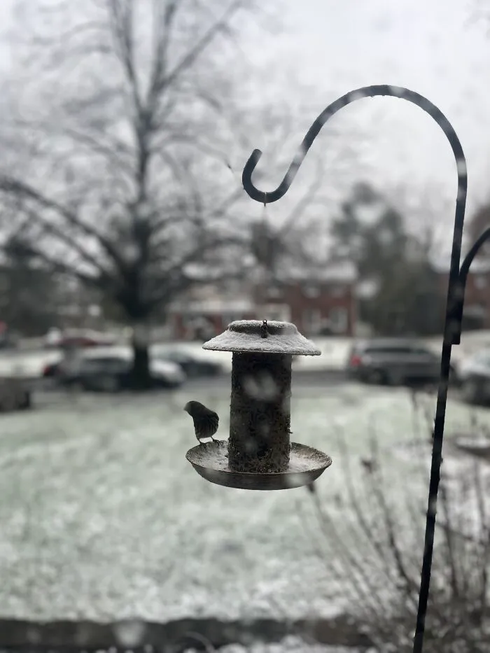 Outside My Window. Taken With My “Mom’s” iPhone 13