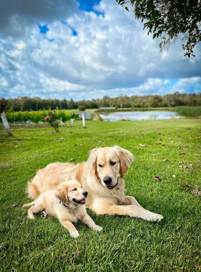 40 Pictures Showing Growth Comparison Of Dogs As Puppies And As Adults In These Combined Photos That I Made