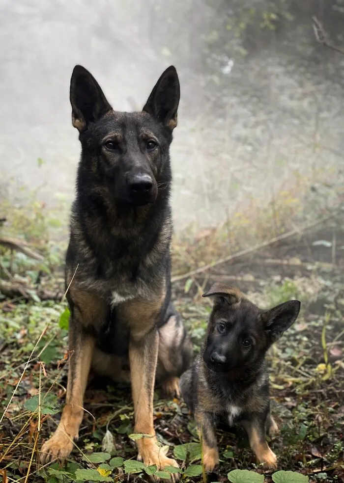 40 Pictures Showing Growth Comparison Of Dogs As Puppies And As Adults In These Combined Photos That I Made