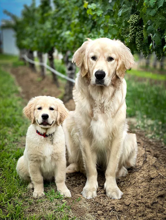 40 Pictures Showing Growth Comparison Of Dogs As Puppies And As Adults In These Combined Photos That I Made