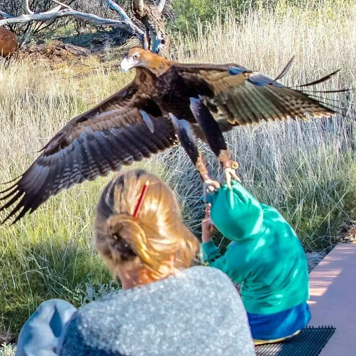 At A Nature Park We Decided To Go To A Bird Show. The Young Boy In The Green Kept Pulling His Zipper Up And Down. The Wedge-Tailed Eagle Did Not Like It