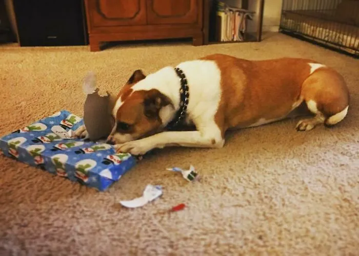 Let Your Dog Unwrap A Present
