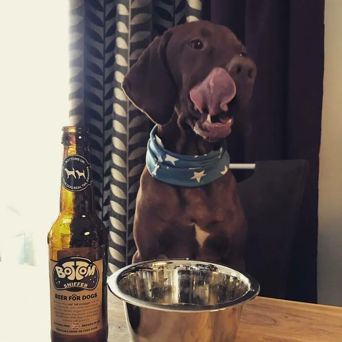 Have Special Beer For Dogs