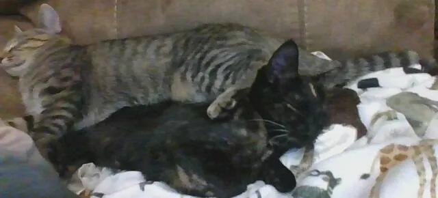 24 Pictures Of My Beautiful Cats I Love To Bits🐈⬛🐈