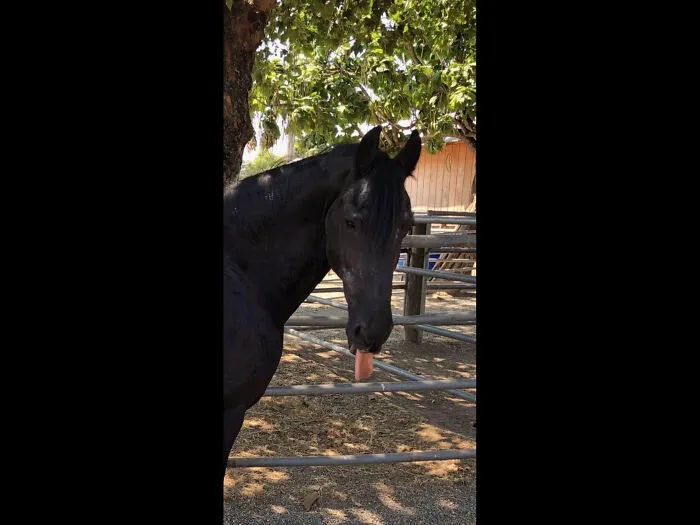 Jouke (You-Ka) The Womder Horse, My Soulhorse!