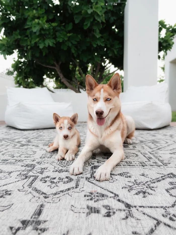 40 Pictures Showing Growth Comparison Of Dogs As Puppies And As Adults In These Combined Photos That I Made