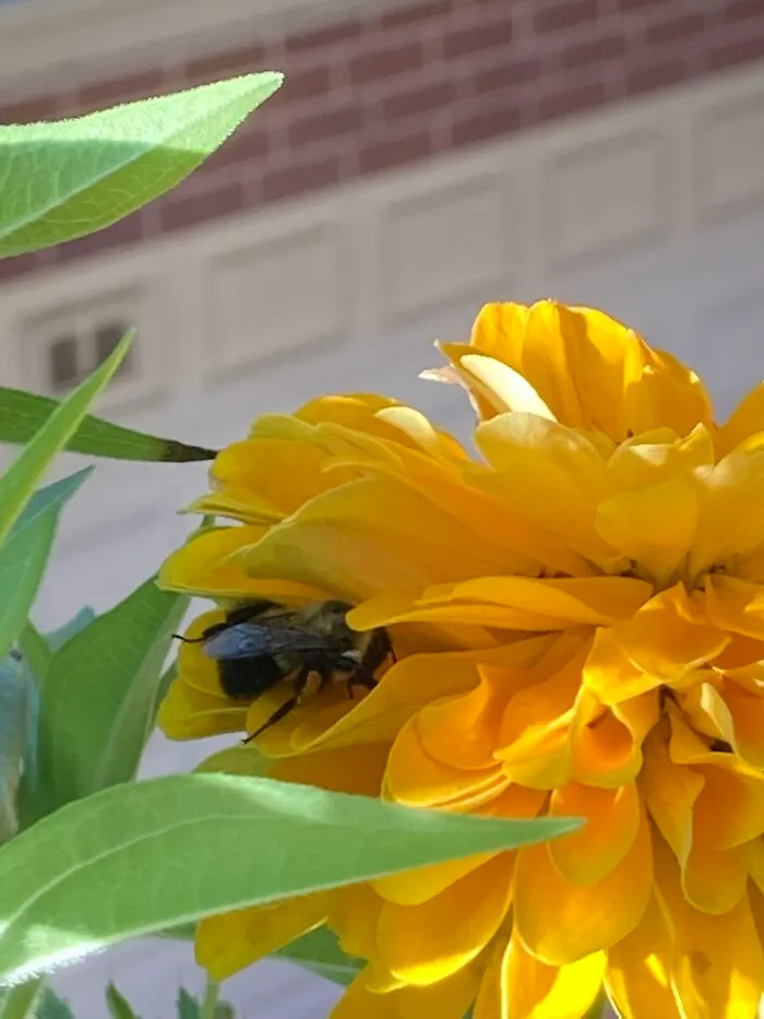 Sleeping Bumblebee