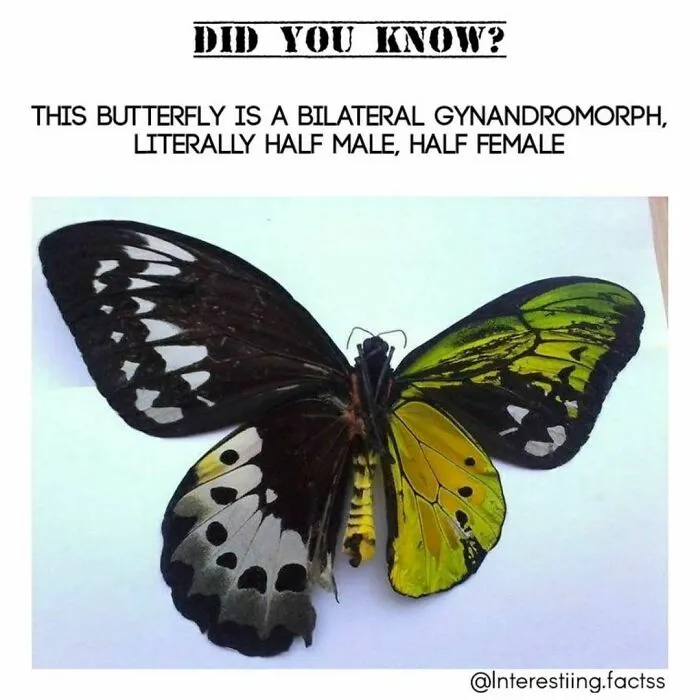 50 Interesting Facts About The World You Probably Didn’t Learn At School, As Shared By This Instagram Page