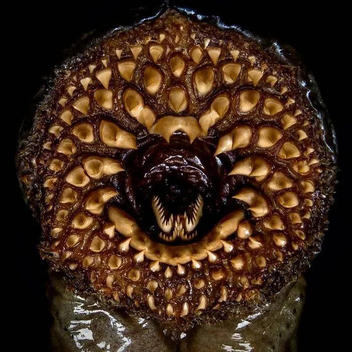 La horrible boca de una lamprea (parásito chupasangre). Ésta medía más de 120 cm de largo y era tan gruesa como el brazo de un hombre