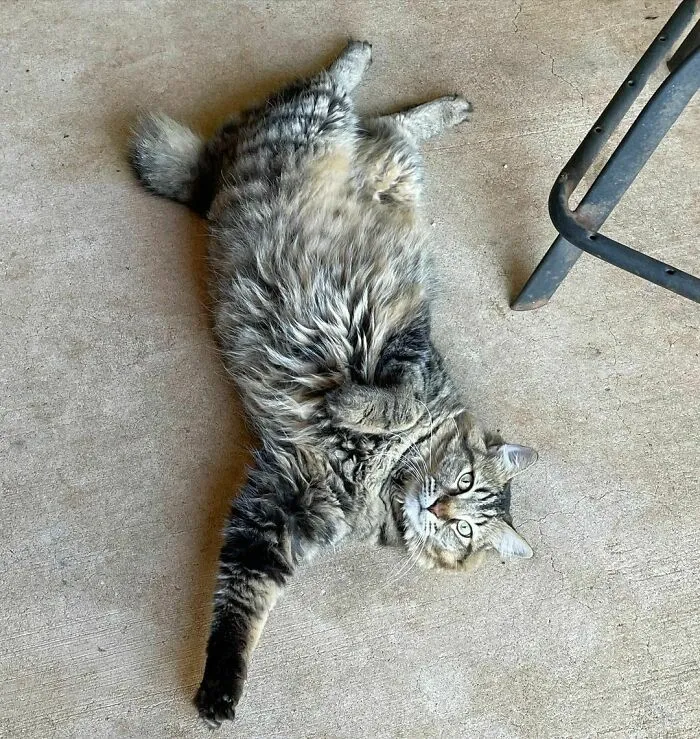American Bobtail