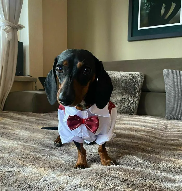 Throw A Formal Dog Party