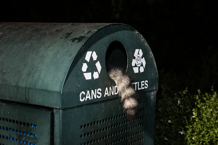 This Photographer Captured Wild Animals Strolling Through Residential Neighborhoods In The United States (27 Pics)